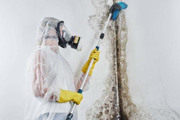 Best Preventive Mold Services in Broad Creek, NC