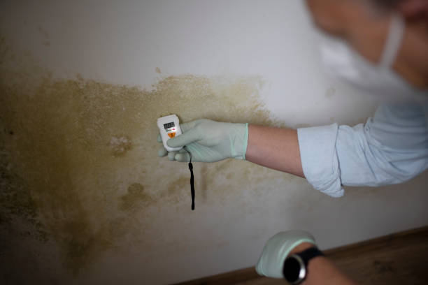 Best Black Mold Remediation in Broad Creek, NC