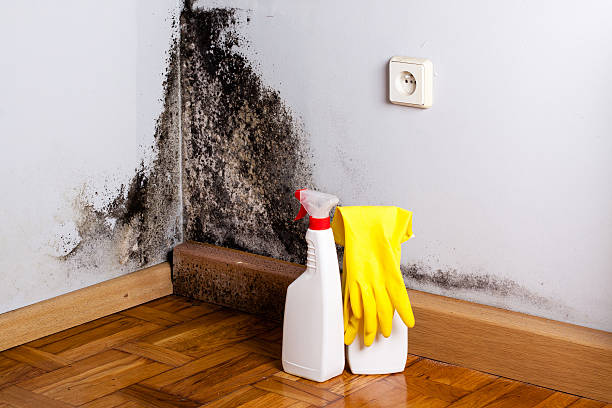 Best Post-Flood Mold Remediation in Broad Creek, NC