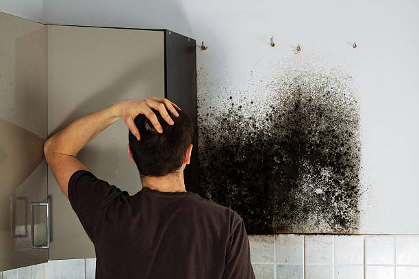Best Industrial Mold Remediation in Broad Creek, NC