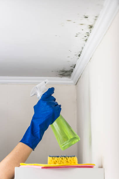 Best Residential Mold Remediation in Broad Creek, NC